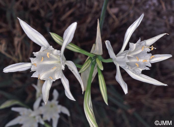 Pancratium maritimum