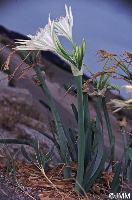 Pancratium maritimum