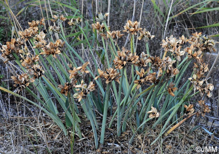 Pancratium maritimum