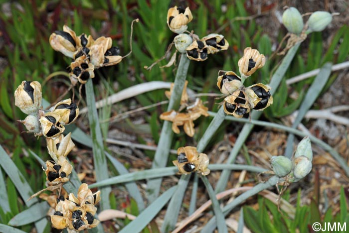 Pancratium maritimum