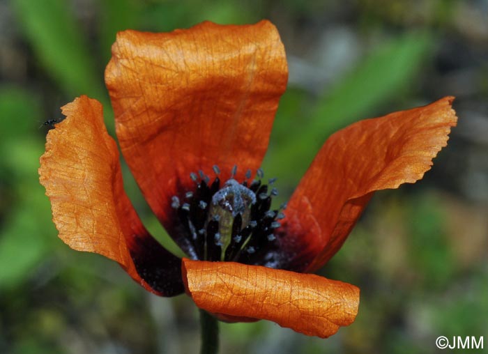 Papaver argemone