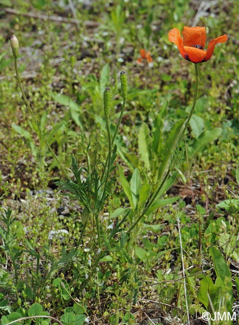 Papaver argemone