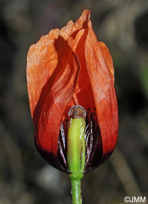 Papaver argemone