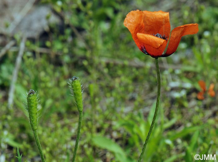 Papaver argemone