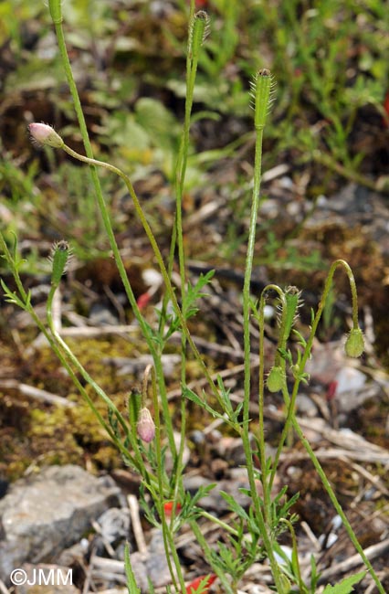 Papaver argemone