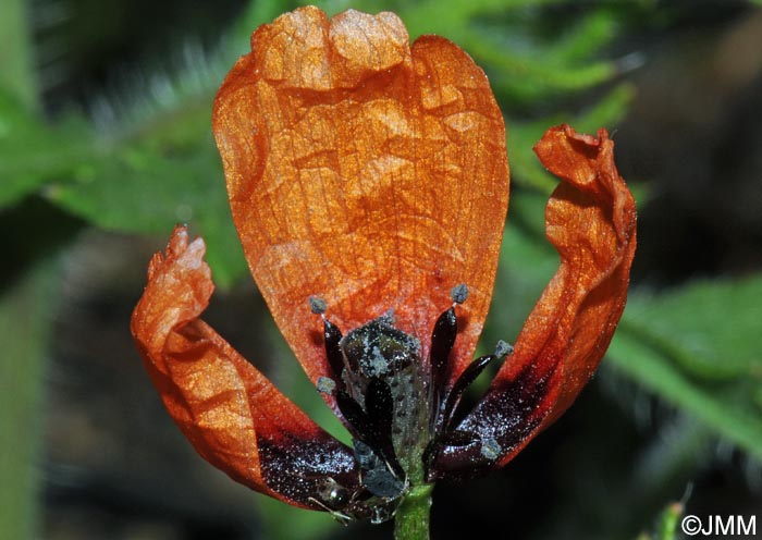 Papaver argemone