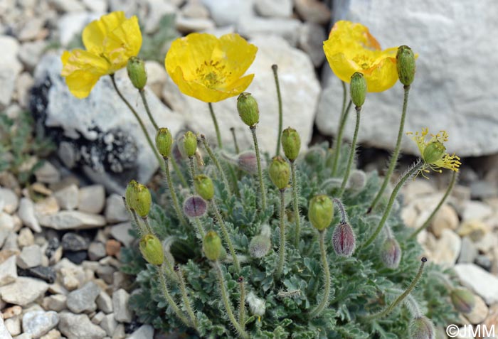 Papaver alpinum var. aurantiacum