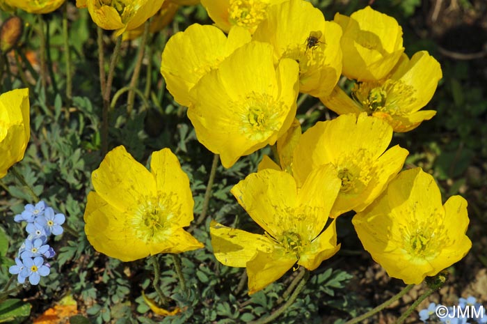 Papaver alpinum var. aurantiacum