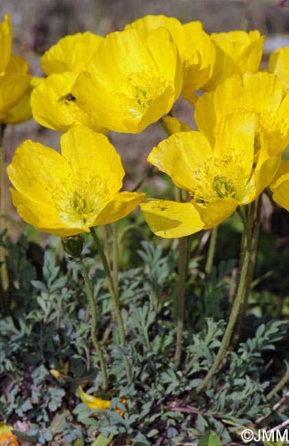 Papaver alpinum var. aurantiacum