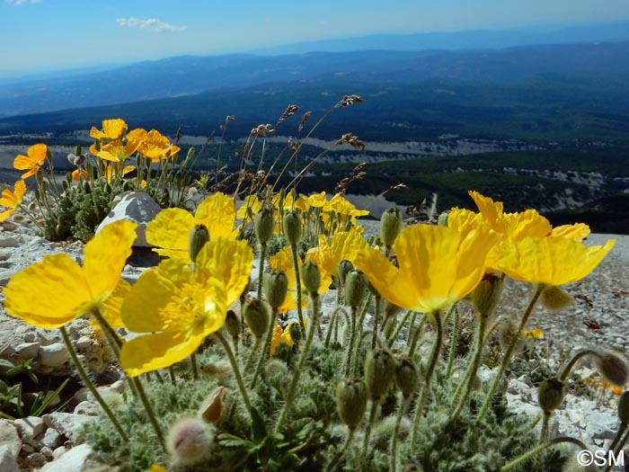 Papaver alpinum var. aurantiacum