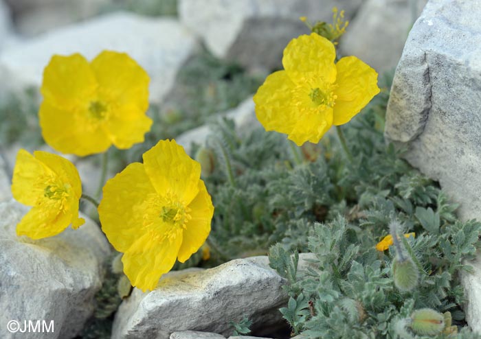 Papaver alpinum var. aurantiacum