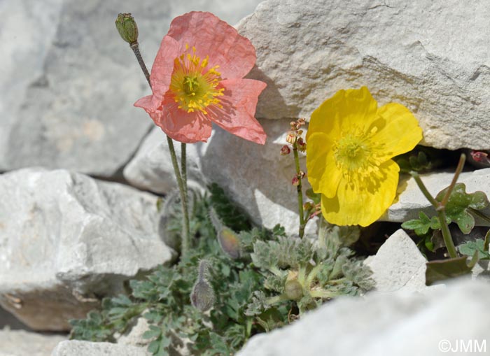 Papaver alpinum var. aurantiacum