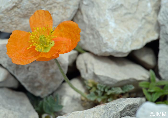 Papaver alpinum var. aurantiacum