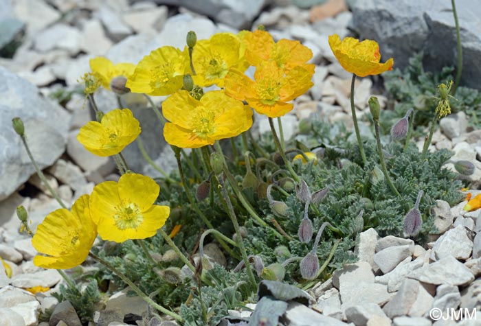 Papaver alpinum var. aurantiacum