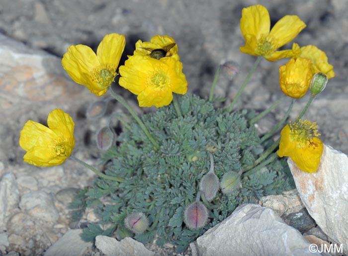 Papaver alpinum var. aurantiacum