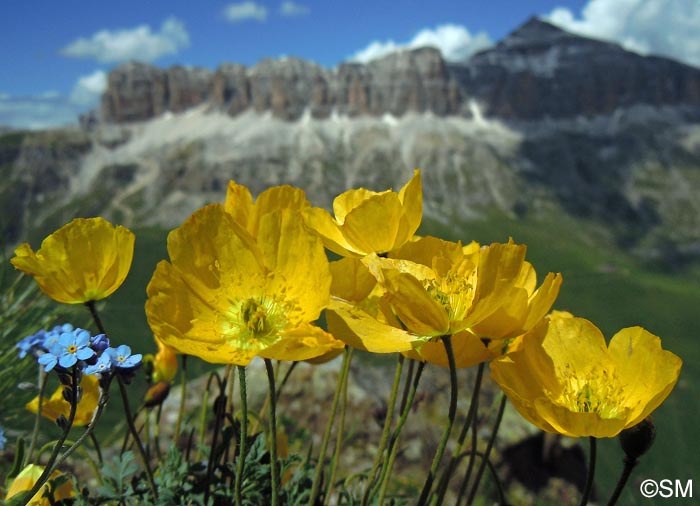 Papaver alpinum var. aurantiacum