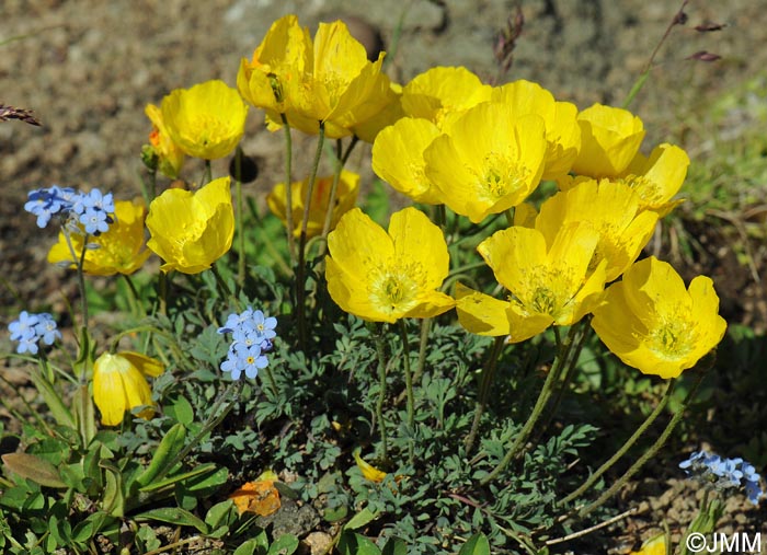 Papaver alpinum var. aurantiacum