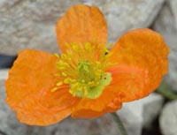 Papaver aurantiacum