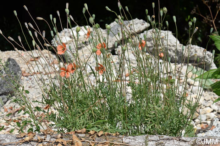 Papaver dubium subsp. lecoqii