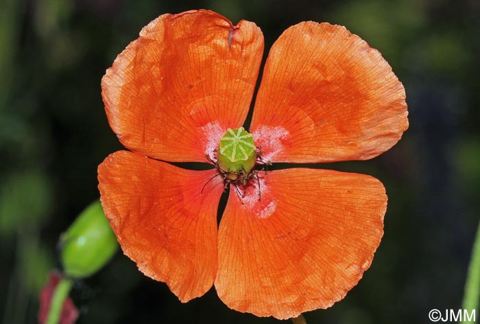 Papaver dubium subsp. lecoqii