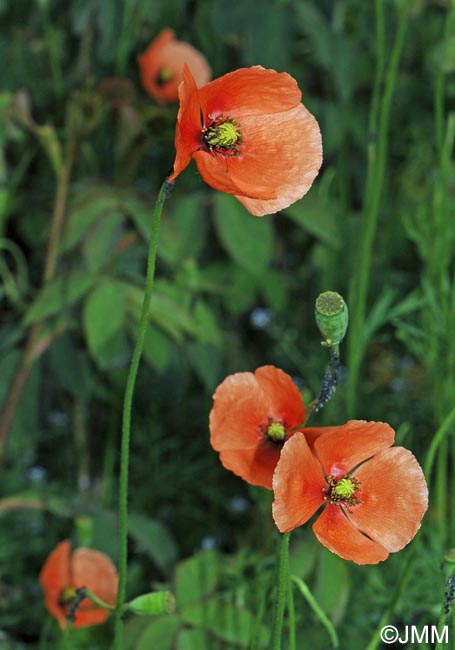 Papaver dubium subsp. lecoqii