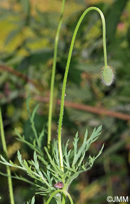 Papaver dubium subsp. lecoqii