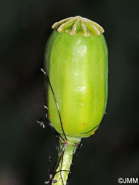 Papaver dubium subsp. lecoqii