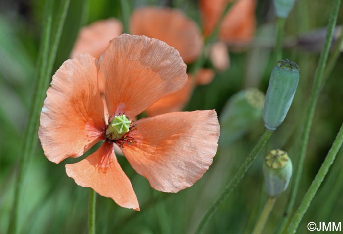 Papaver dubium subsp. lecoqii