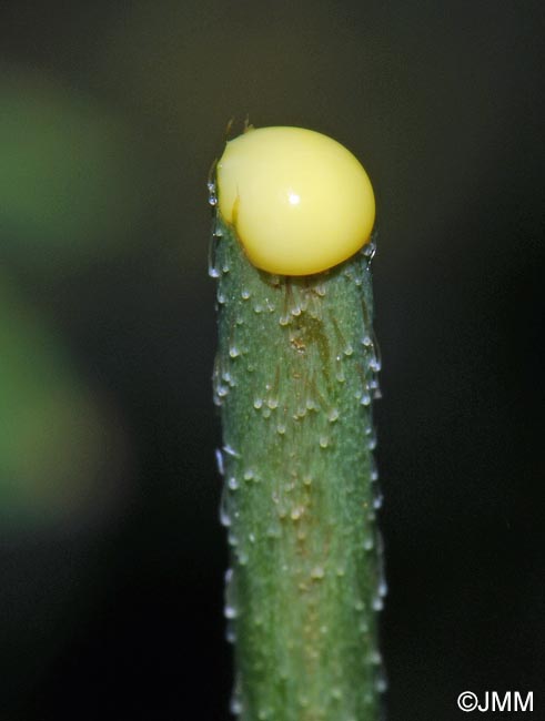 Papaver dubium subsp. lecoqii