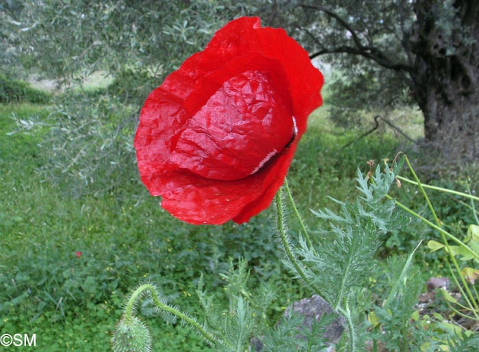 Papaver hybridum