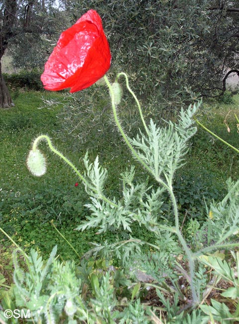 Papaver hybridum