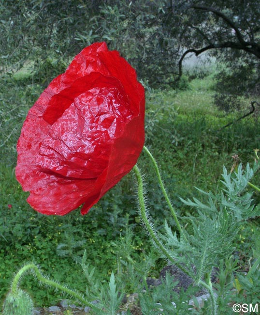 Papaver hybridum