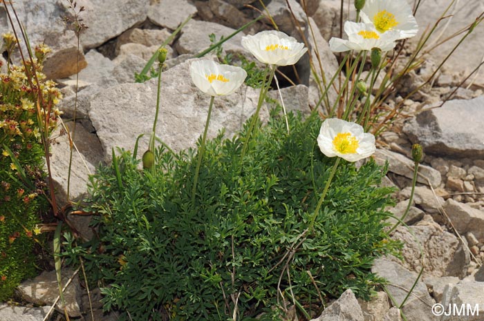 Papaver alpinum var. occidentale