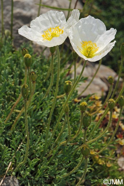 Papaver alpinum var. occidentale