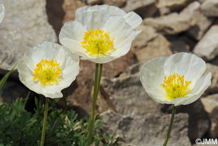 Papaver alpinum var. occidentale