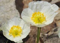 Papaver occidentale