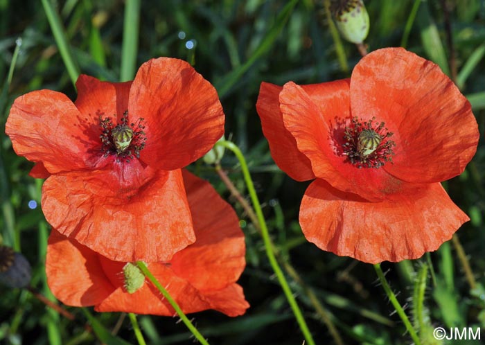 Papaver rhoeas