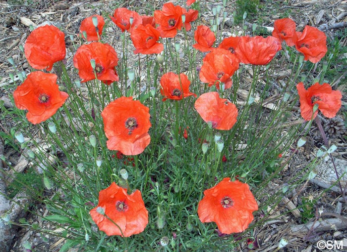 Papaver rhoeas