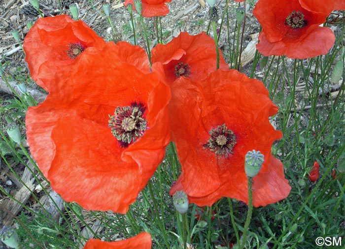 Papaver rhoeas