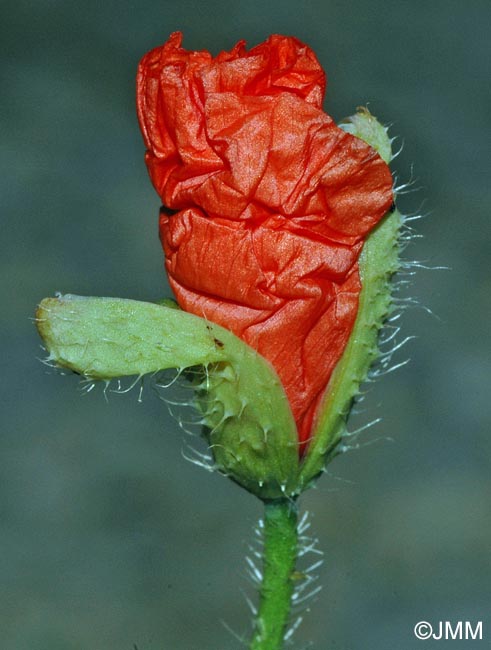 Papaver rhoeas