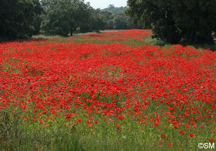 Papaver rhoeas