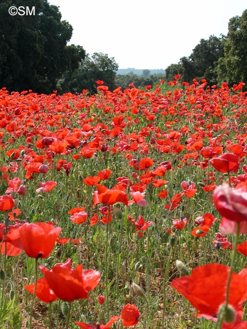 Papaver rhoeas