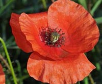 Papaver rhoeas