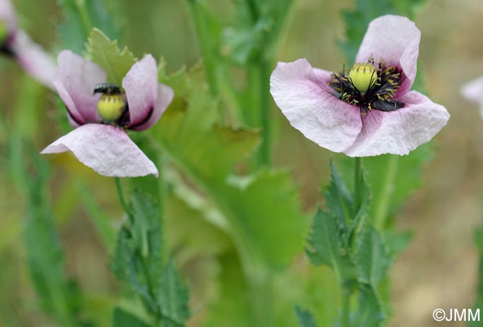 Papaver somniferum