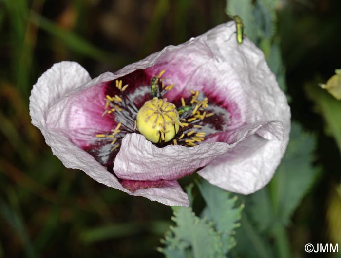 Papaver somniferum