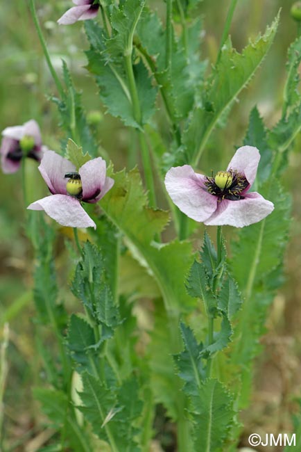 Papaver somniferum