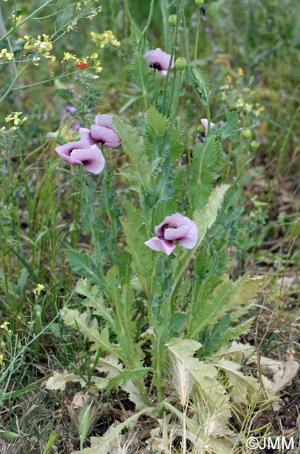 Papaver somniferum