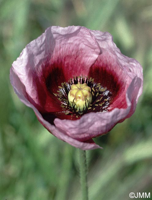 Papaver somniferum subsp. setigerum