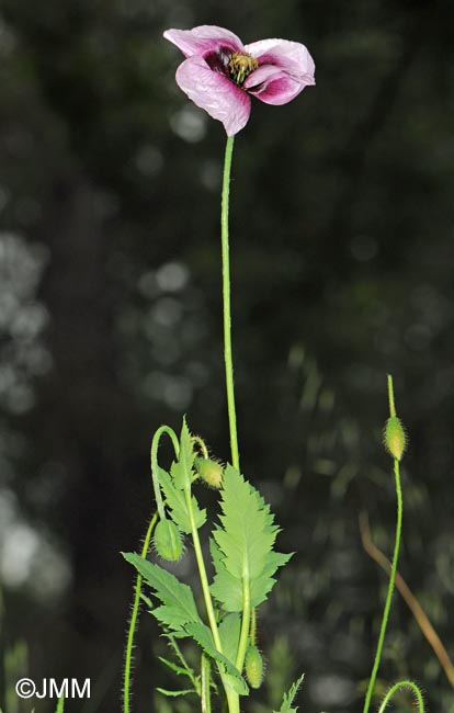 Papaver somniferum subsp. setigerum