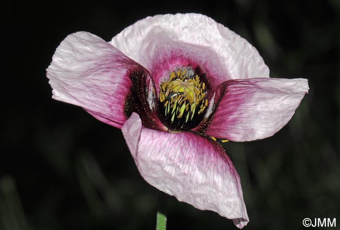 Papaver somniferum subsp. setigerum